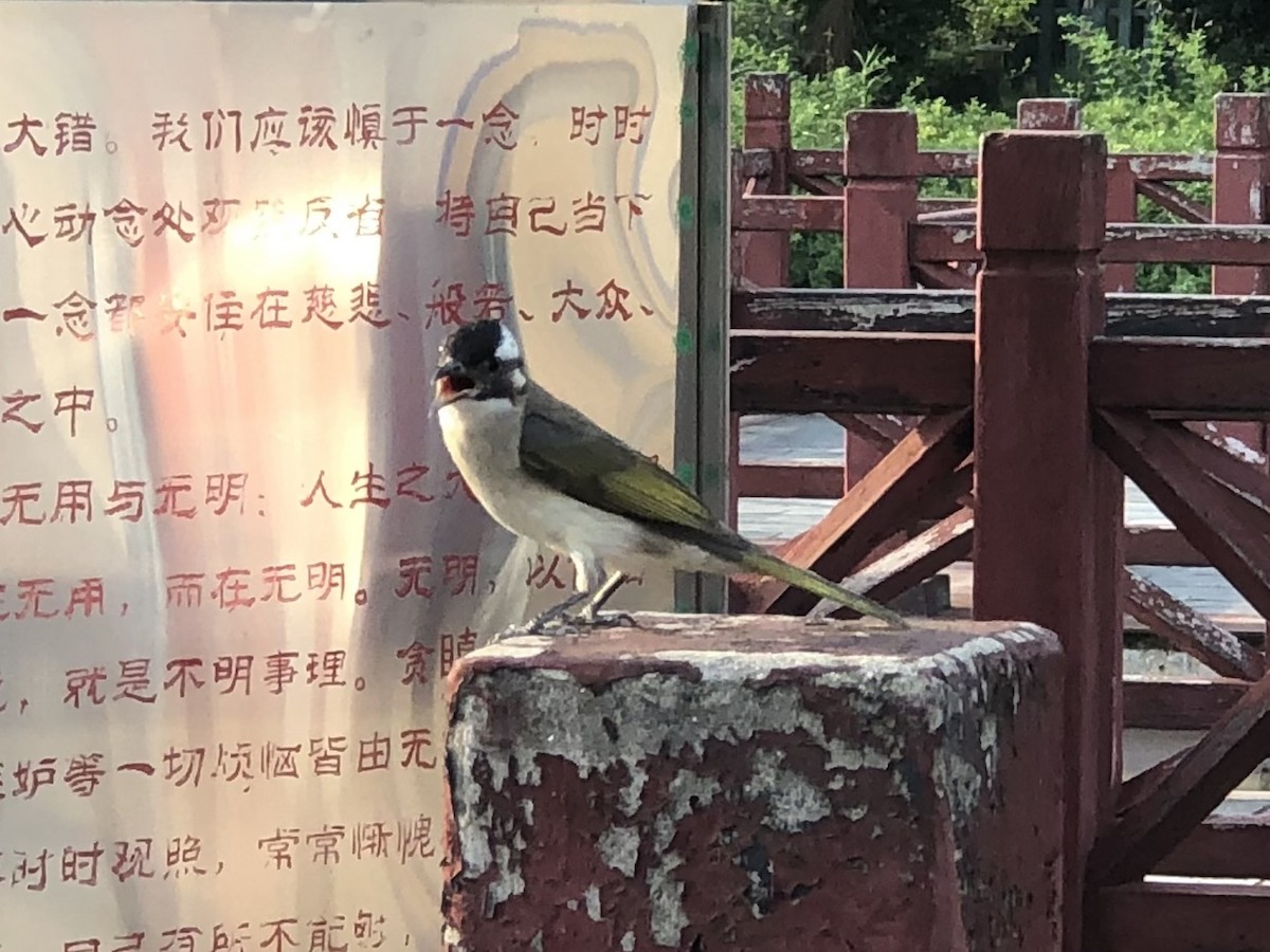 Light-vented Bulbul - ML611857581