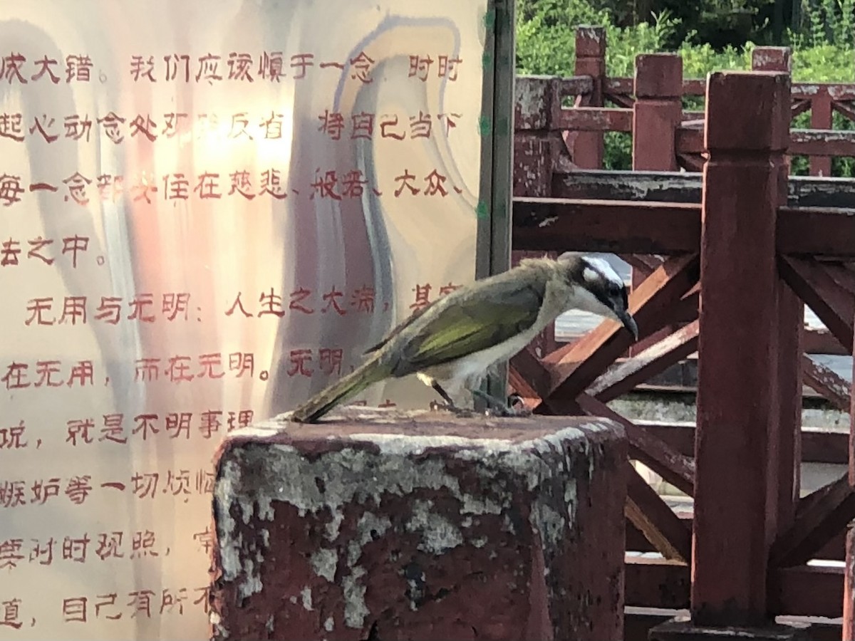 Light-vented Bulbul - ML611857582