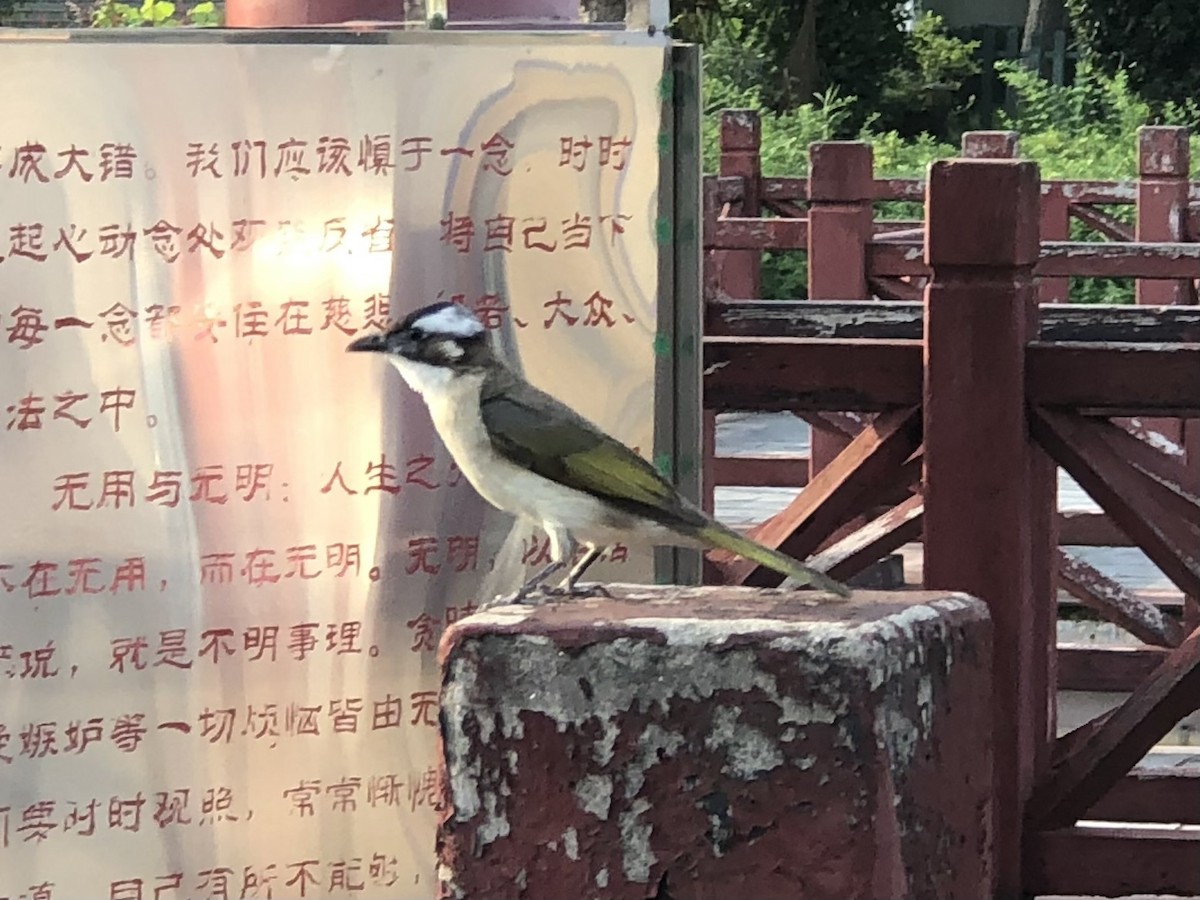 Light-vented Bulbul - ML611857583