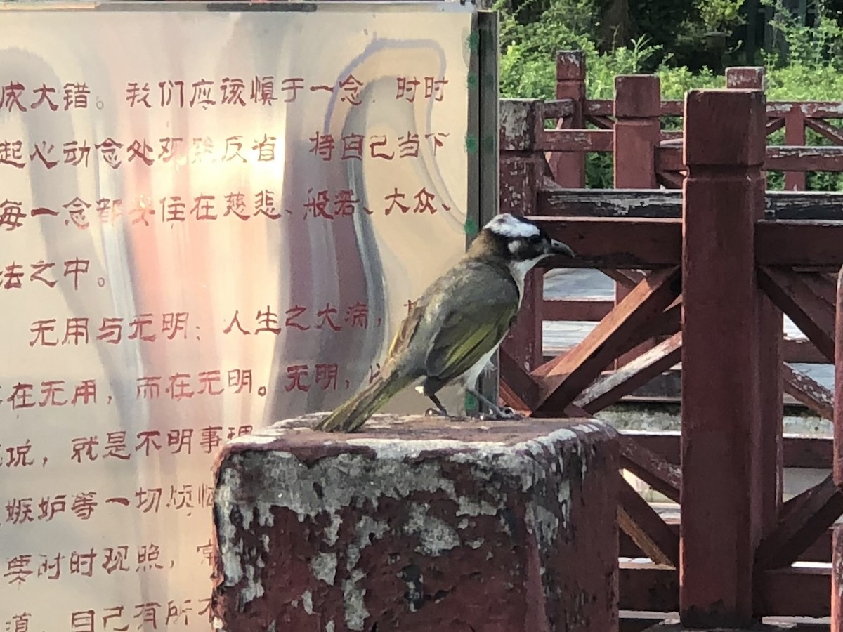 Light-vented Bulbul - ML611857584