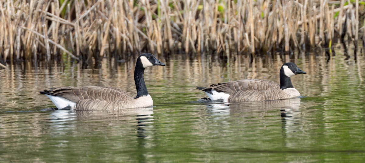 Canada Goose - ML611857601