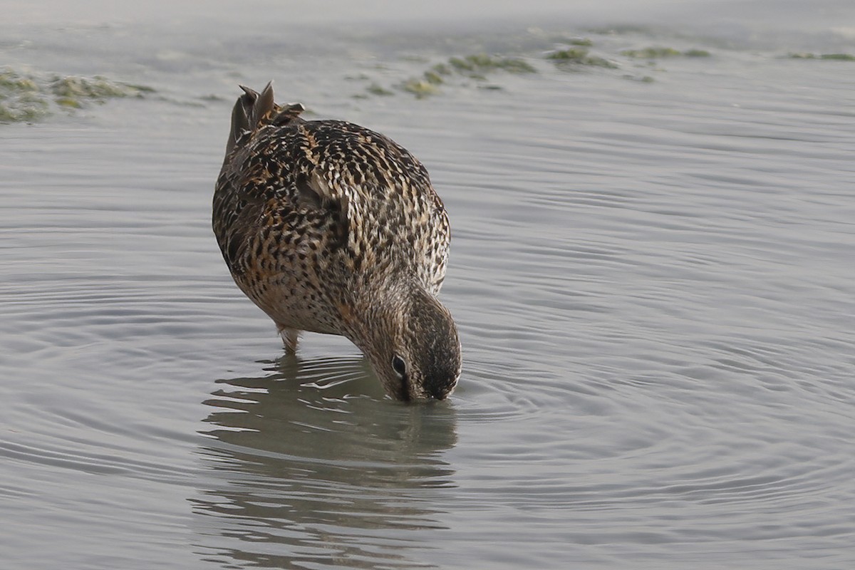 Long-billed Dowitcher - ML611857663