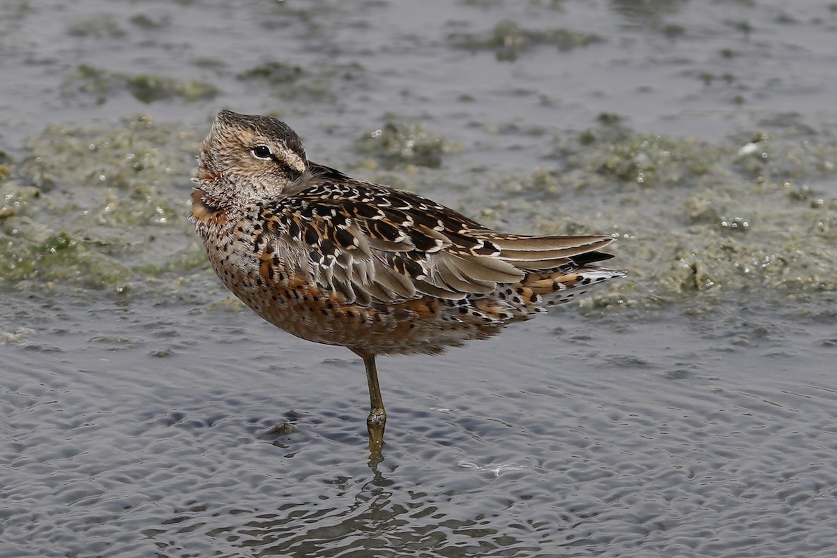 Long-billed Dowitcher - ML611857664