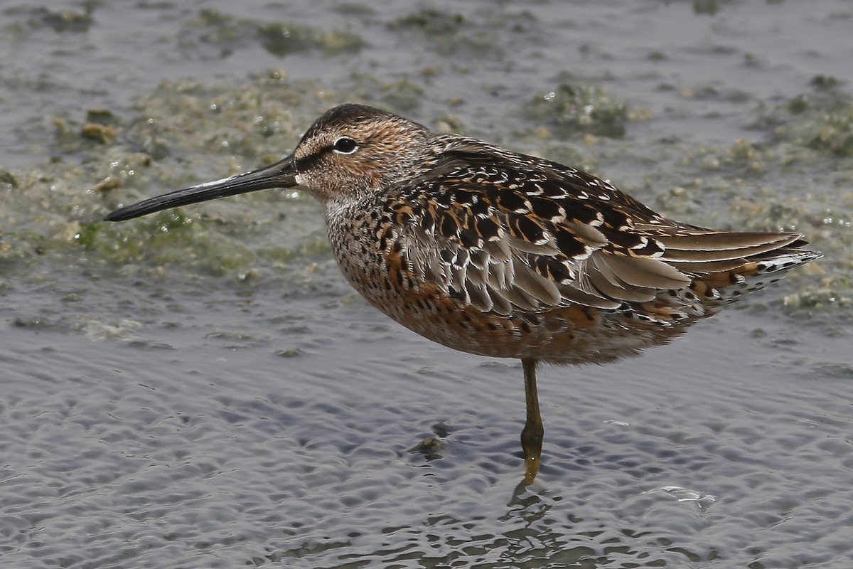 Long-billed Dowitcher - ML611857665
