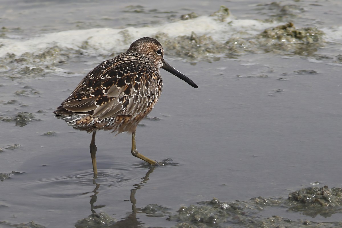 Long-billed Dowitcher - ML611857666