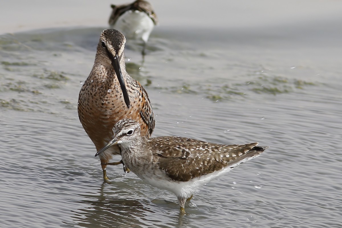 Long-billed Dowitcher - ML611857667