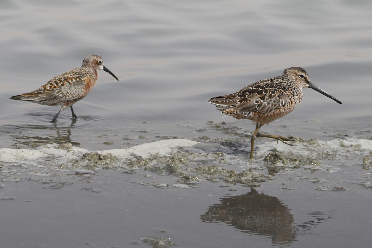 Long-billed Dowitcher - ML611857668