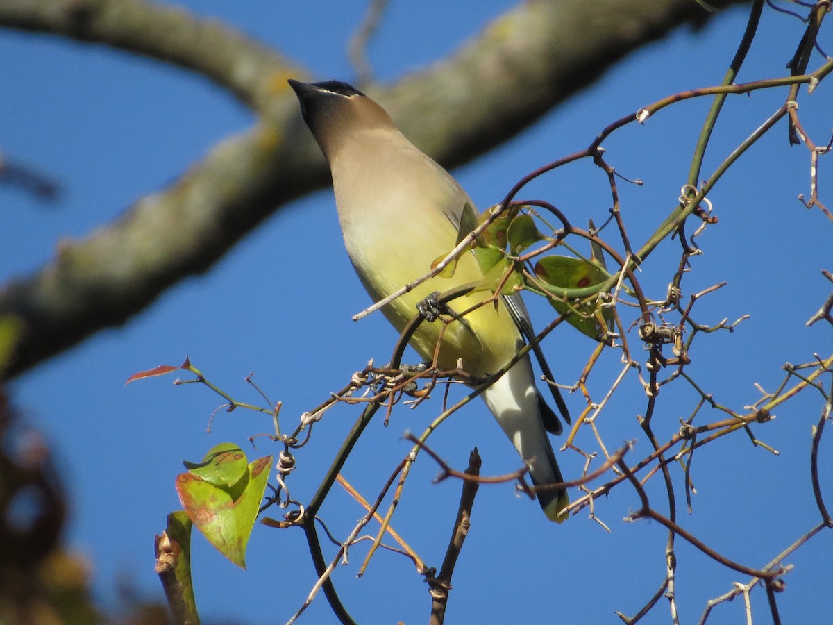 Cedar Waxwing - Nathan Bradford