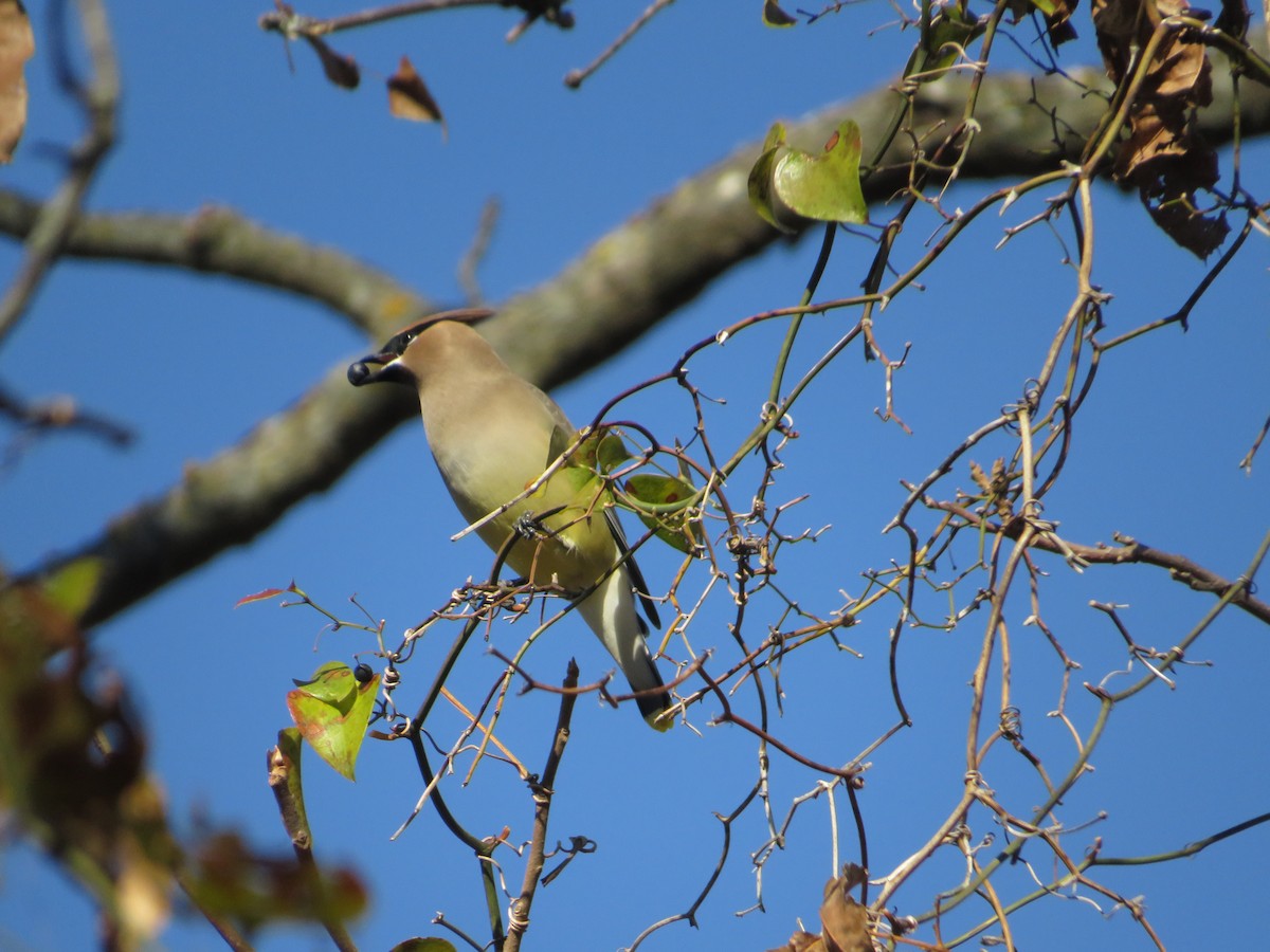 Cedar Waxwing - ML611857673