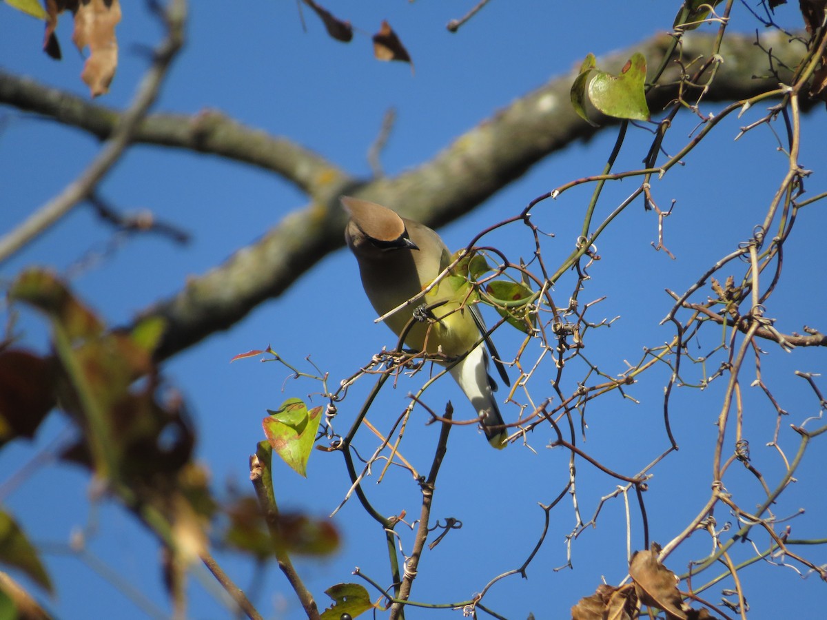 Cedar Waxwing - ML611857674