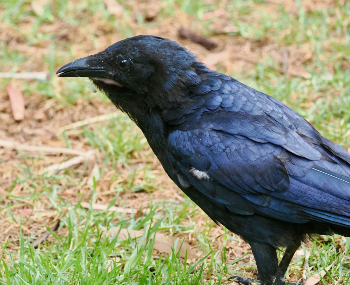 Australian Raven - ML611857681