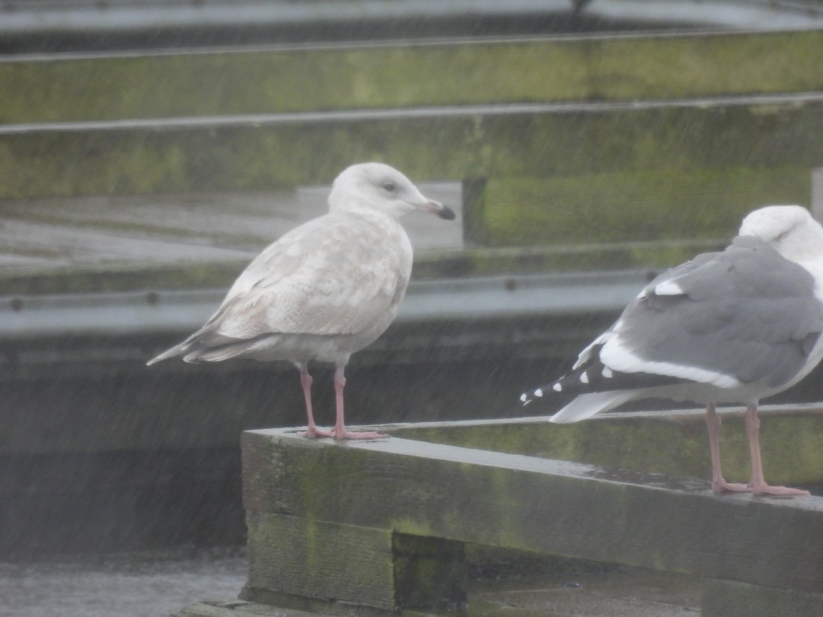 Gaviota/Gavión sp. - ML611857720