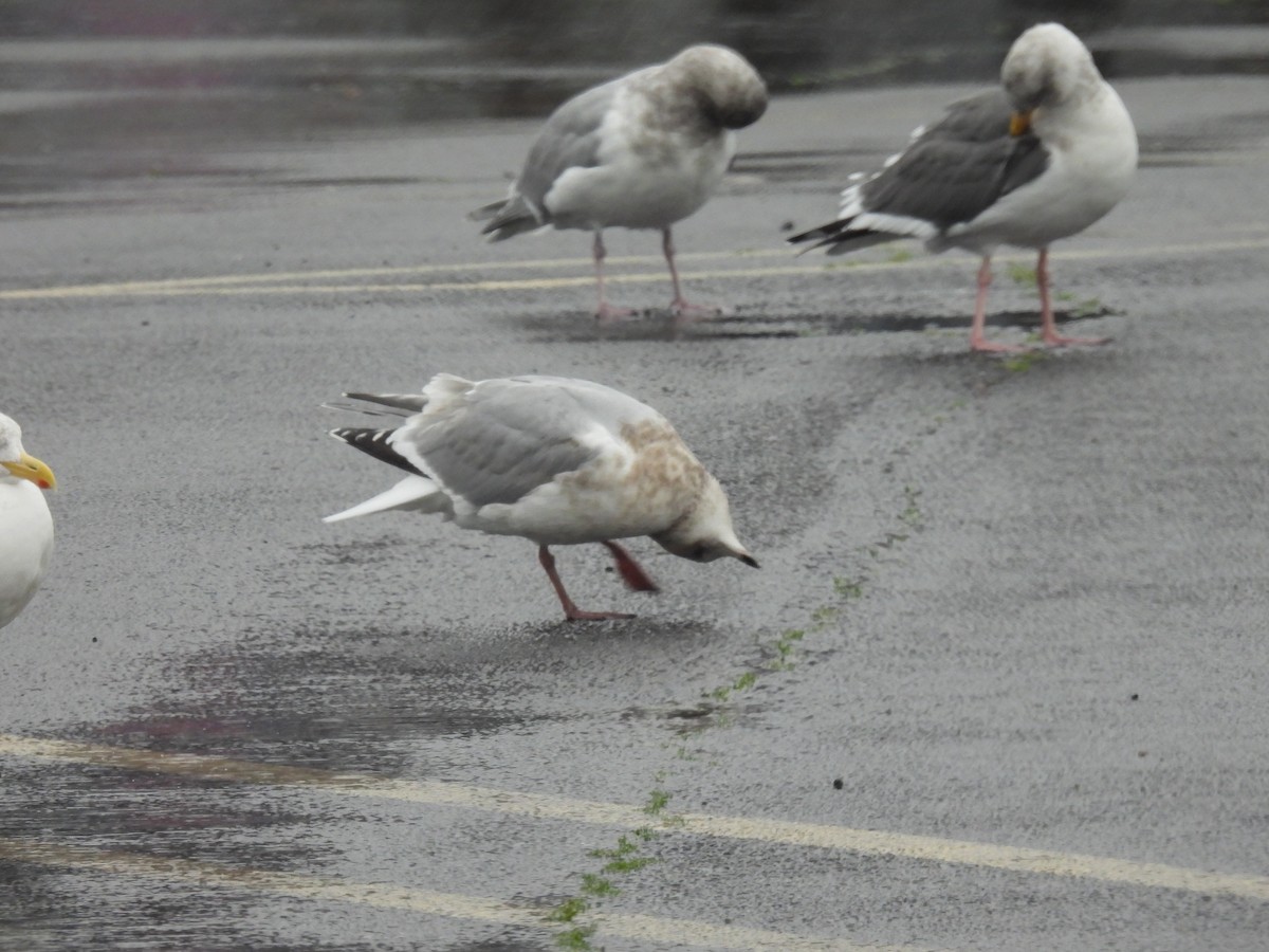 Iceland Gull (Thayer's) - ML611857827