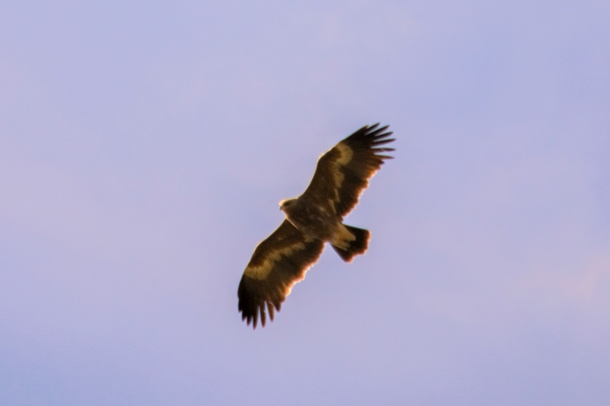 Steppe Eagle - Suvadip Kundu