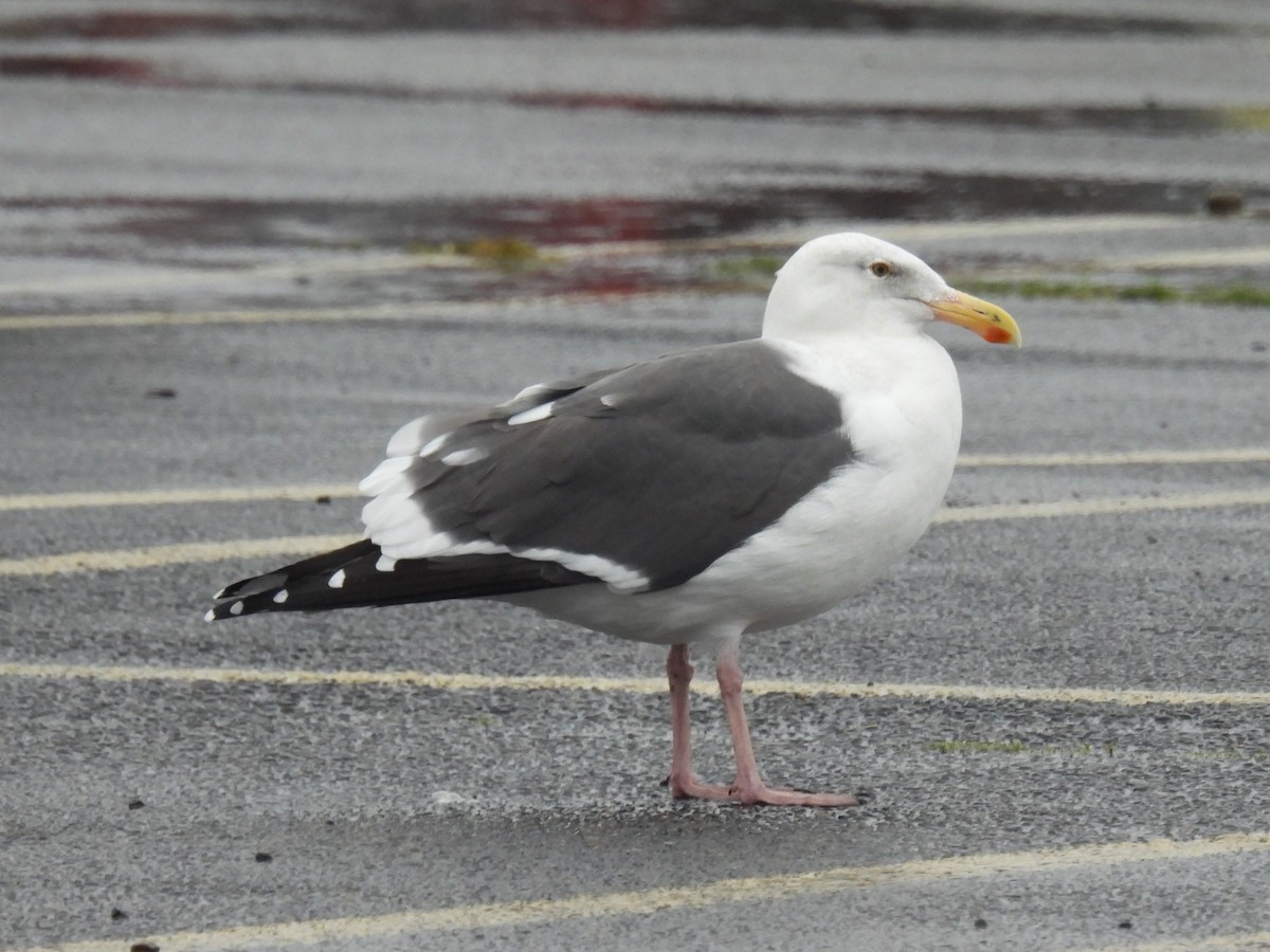 Western Gull - ML611857851