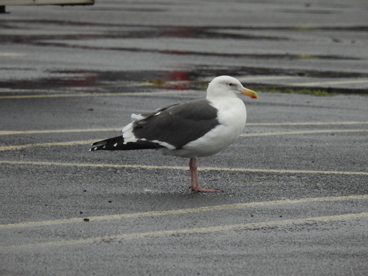 Western Gull - ML611857854