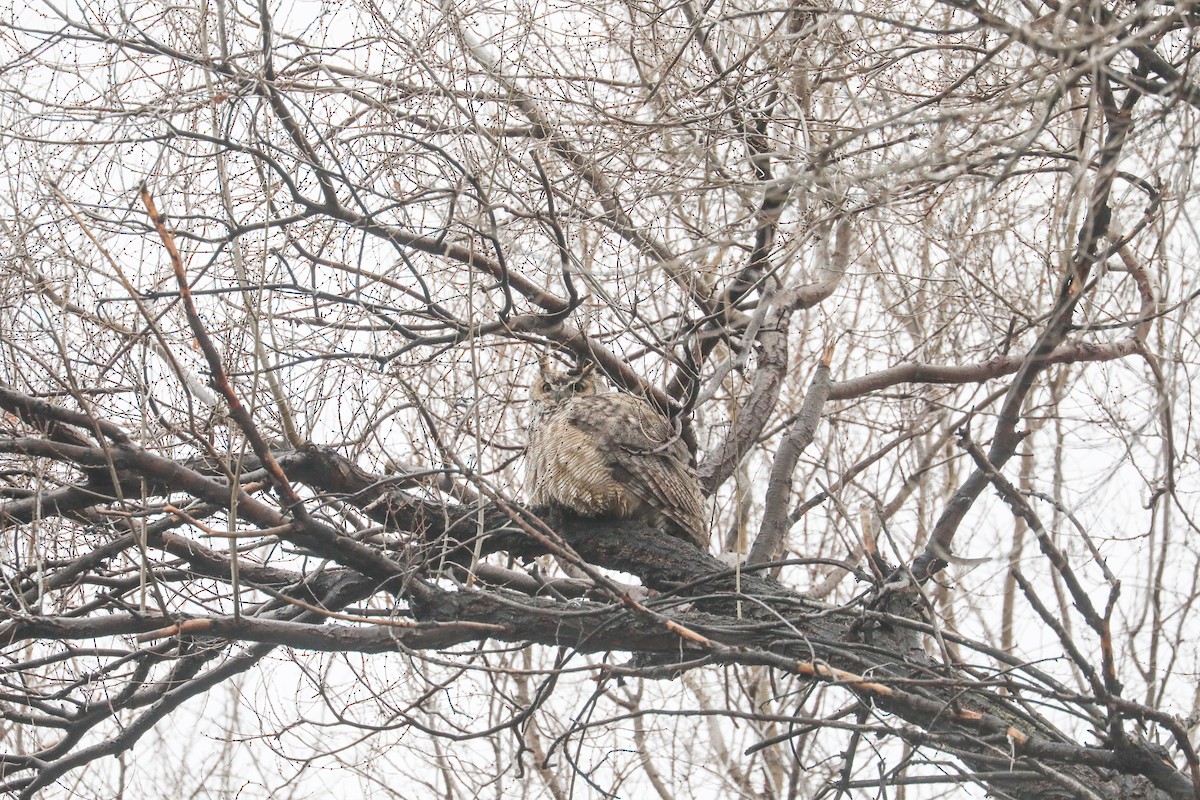 Great Horned Owl - ML611857870