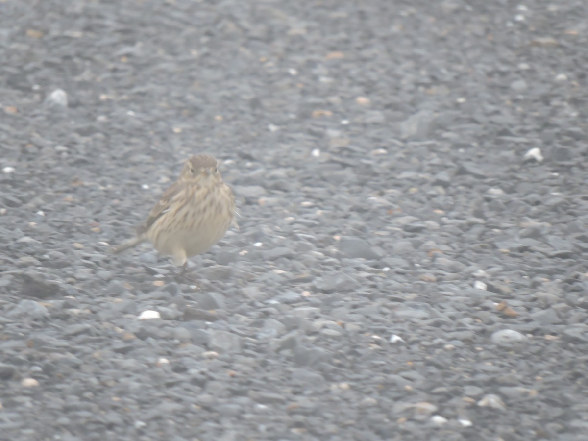 American Pipit - ML611857922