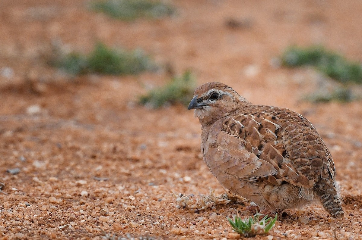 Rock Bush-Quail - ML611857959