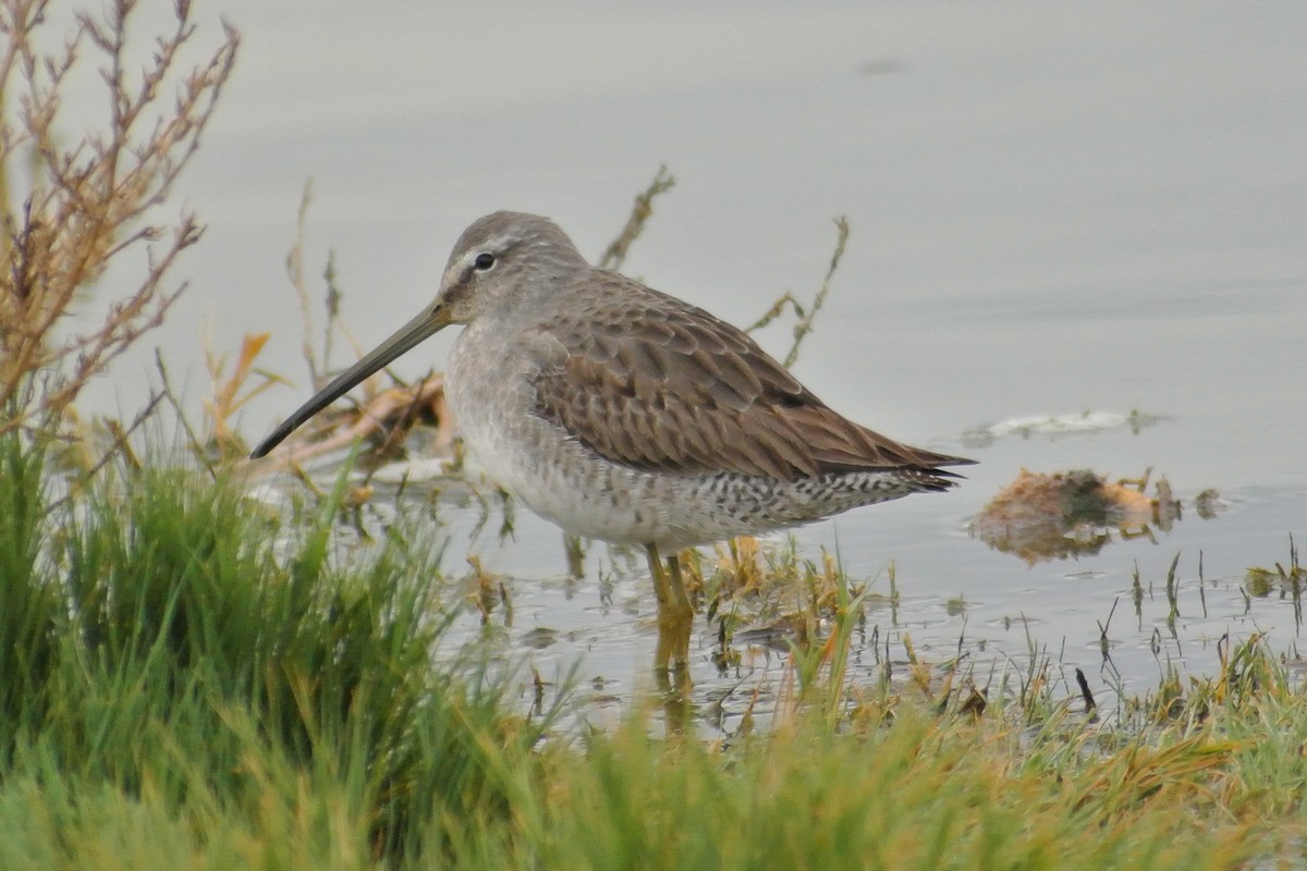 Long-billed Dowitcher - ML611858003