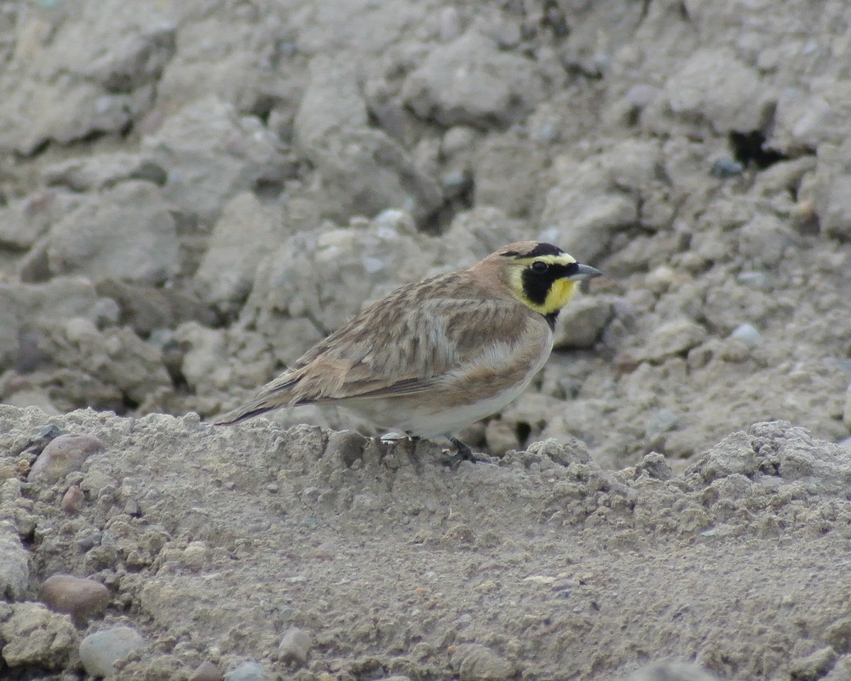 Horned Lark (Mexican) - ML611858006