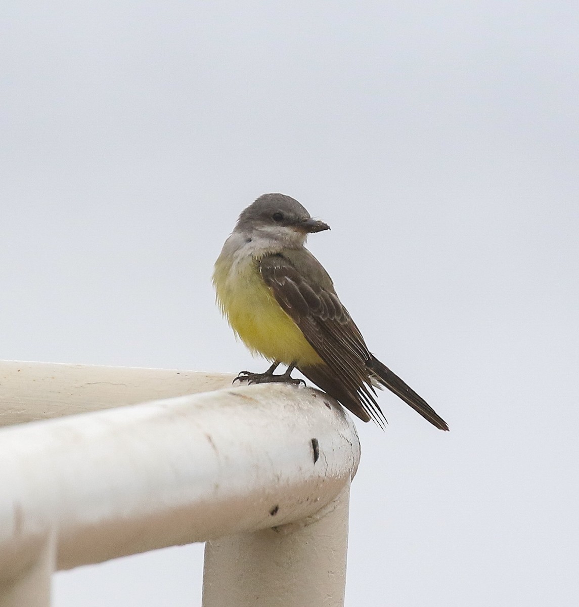 Western Kingbird - ML611858008