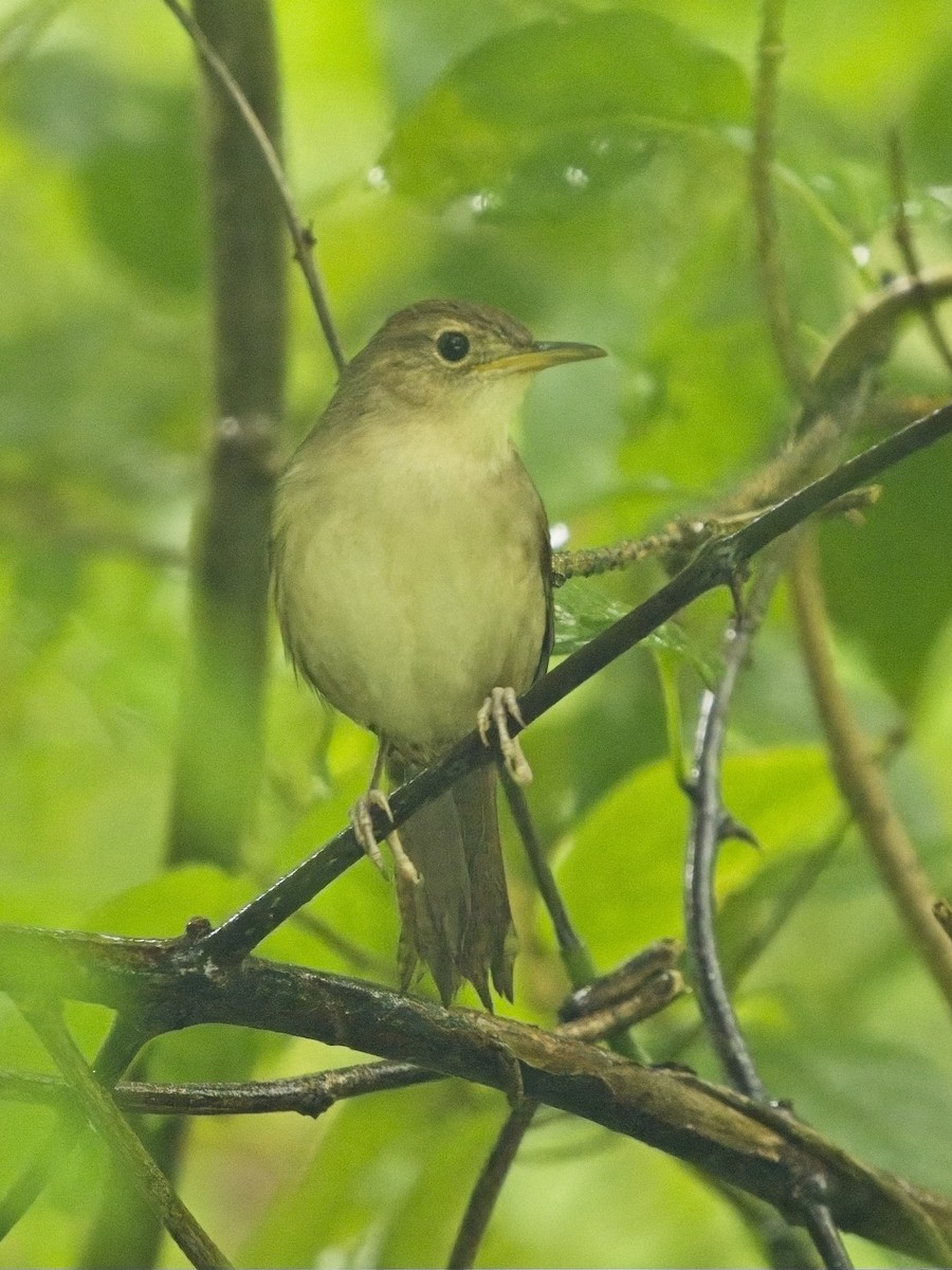 House Wren (Cozumel I.) - ML611858014