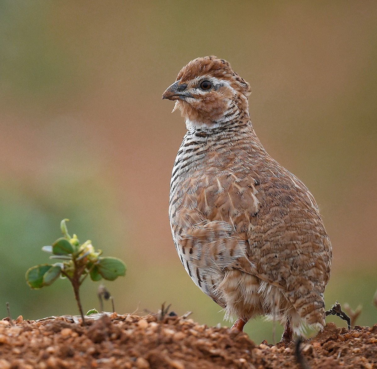 Rock Bush-Quail - ML611858032