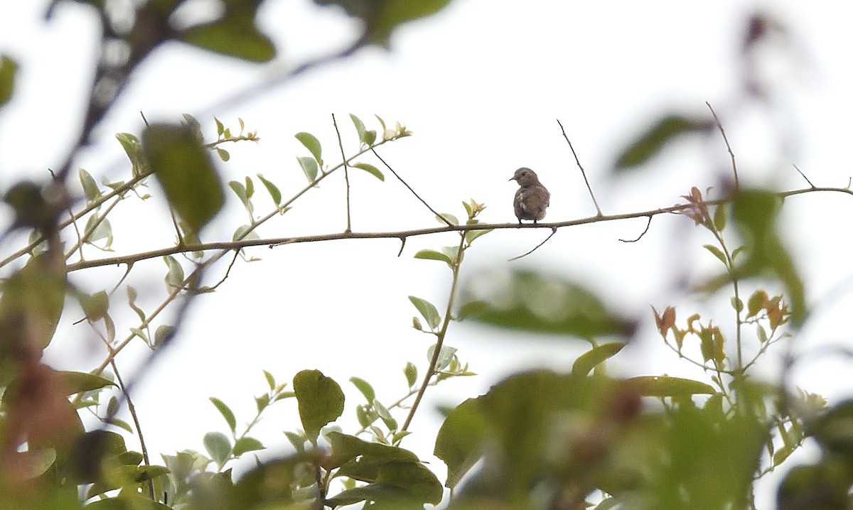 Nilgiri Flowerpecker - ML611858118