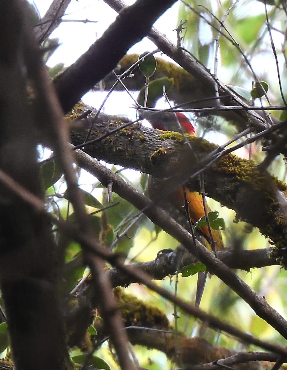 Lesser Yellownape - Alok Bhave