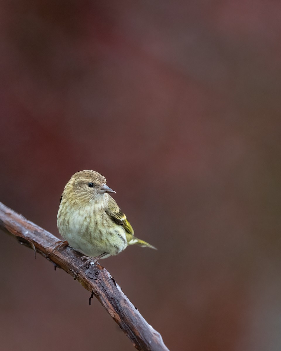 Pine Siskin - ML611858144