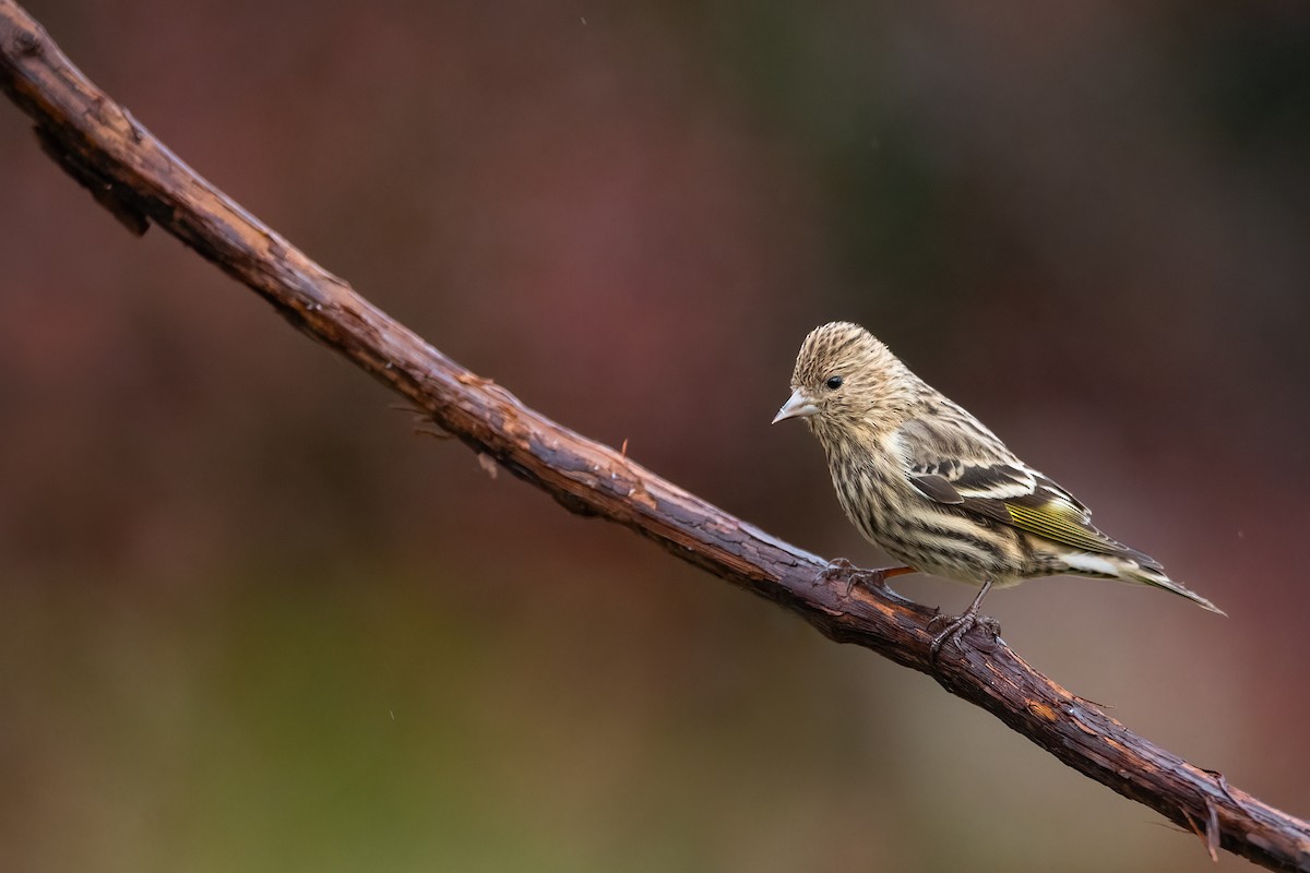Pine Siskin - ML611858145
