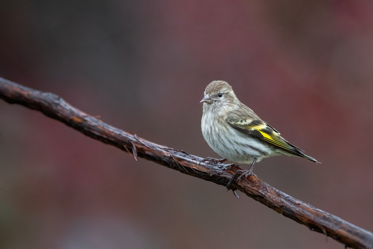 Pine Siskin - ML611858152
