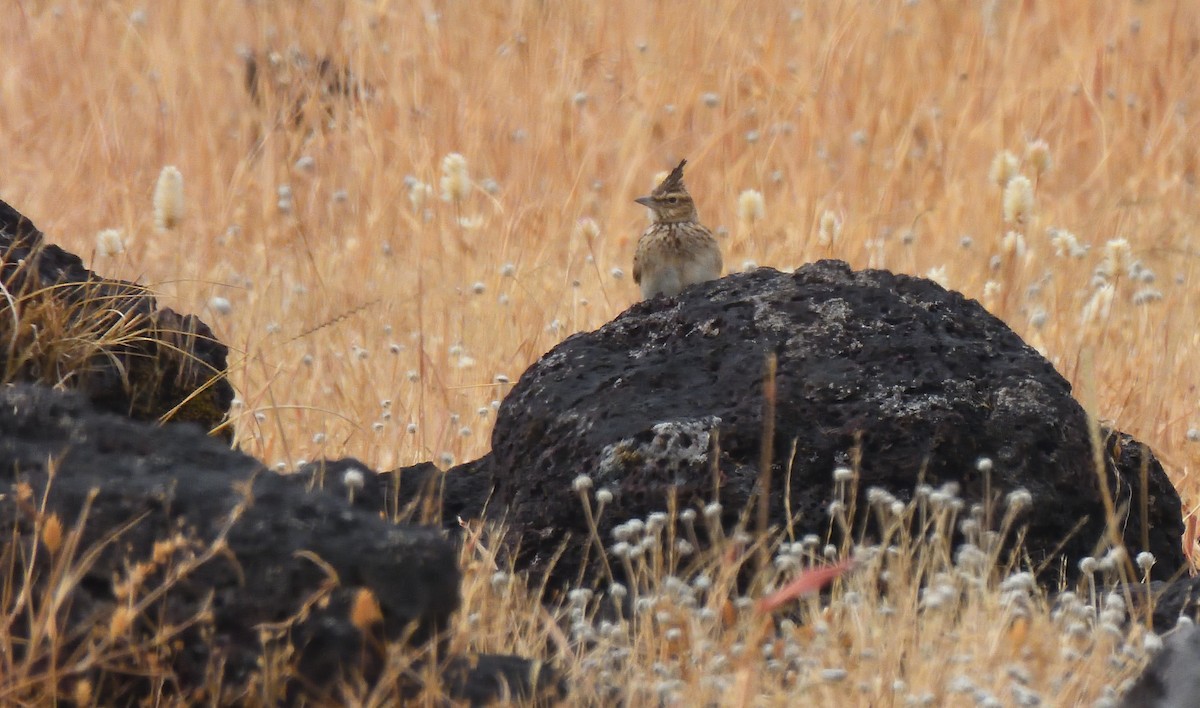 Malabar Lark - ML611858154