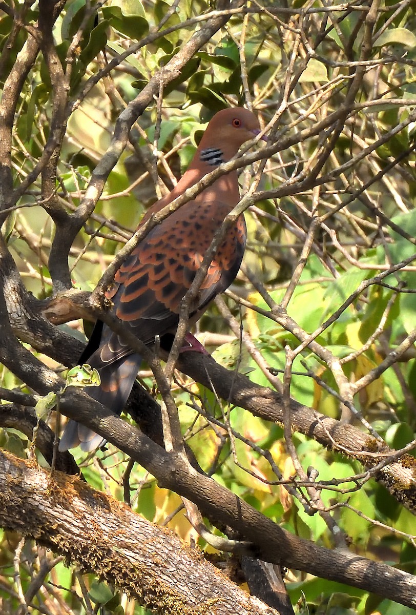 Oriental Turtle-Dove - Alok Bhave