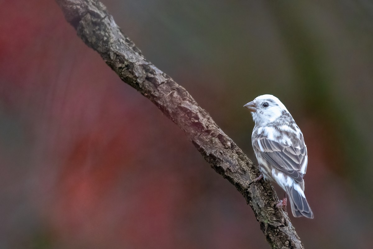 House Finch - ML611858164