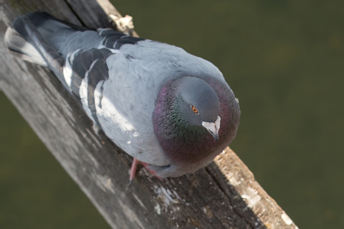 Rock Pigeon (Feral Pigeon) - ML611858168