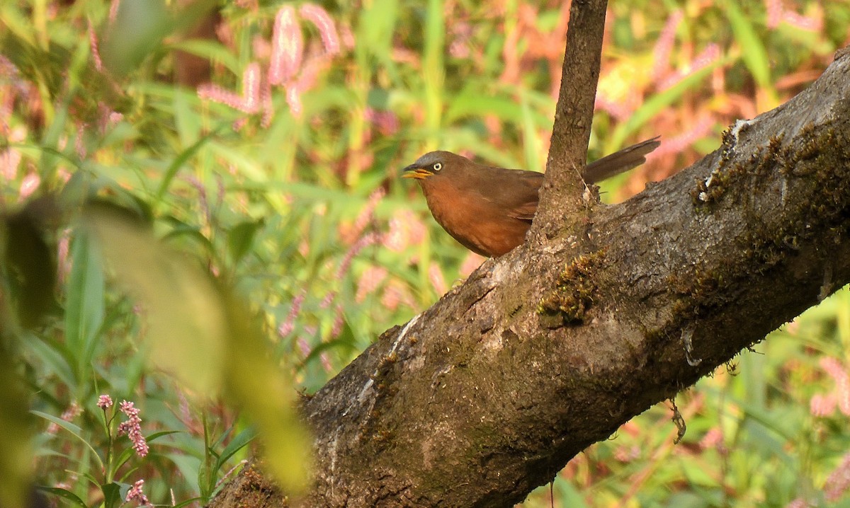 Rufous Babbler - Alok Bhave