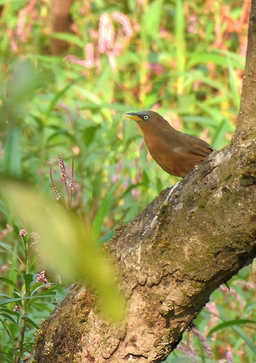 Rufous Babbler - Alok Bhave