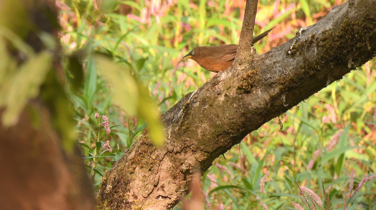 Rufous Babbler - ML611858173