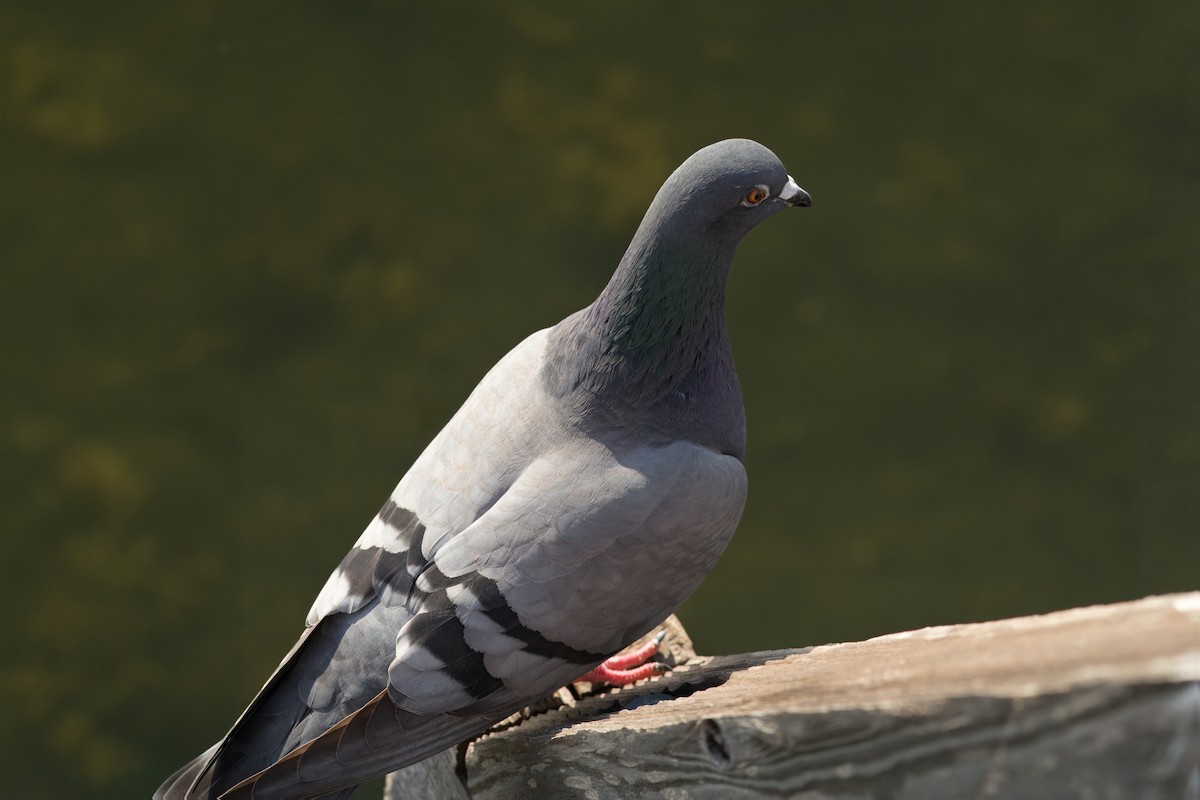 Pigeon biset (forme domestique) - ML611858176