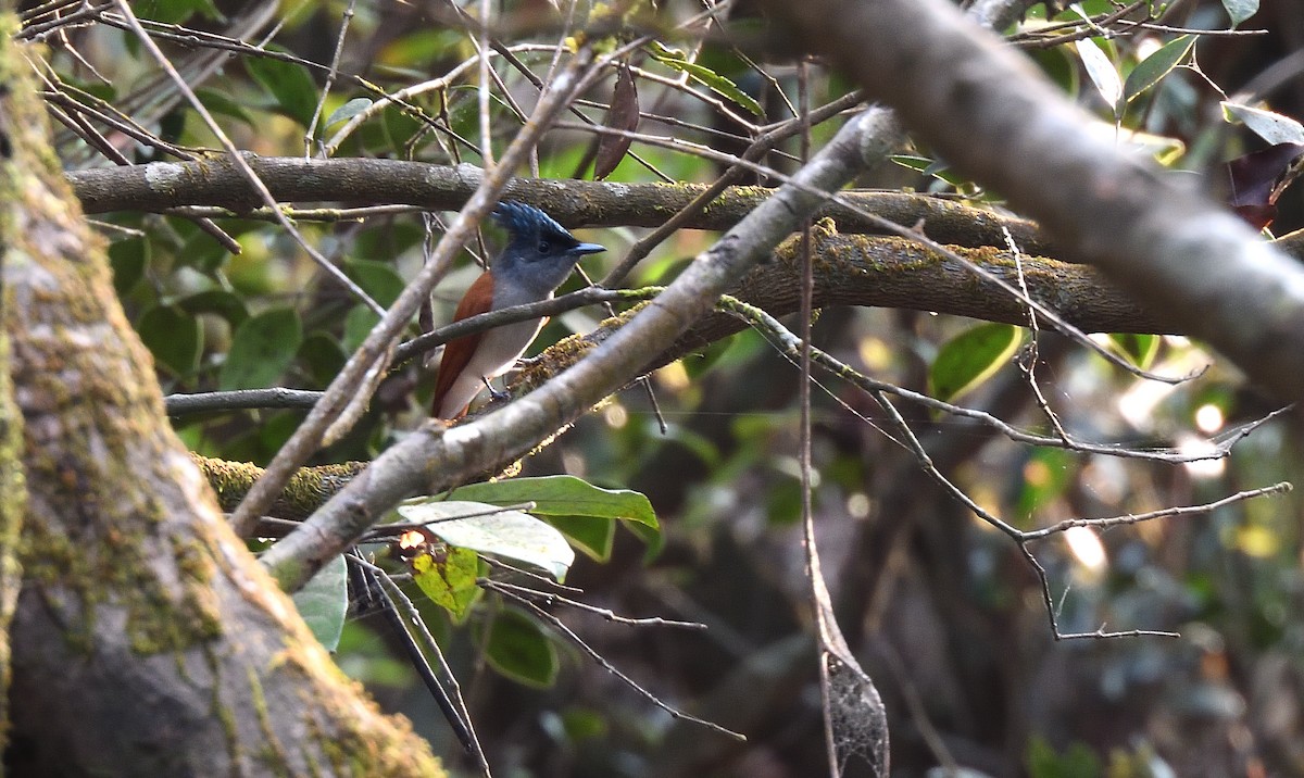 カワリサンコウチョウ - ML611858184