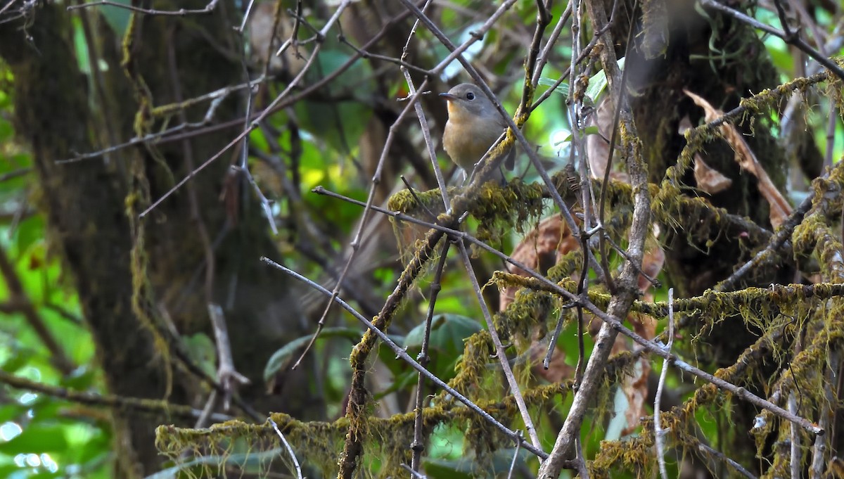 Red-breasted Flycatcher - Alok Bhave