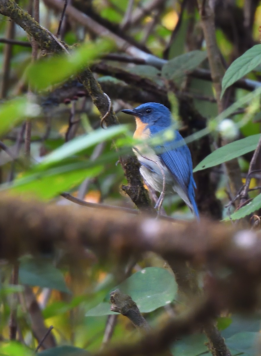 Tickell's Blue Flycatcher - ML611858204