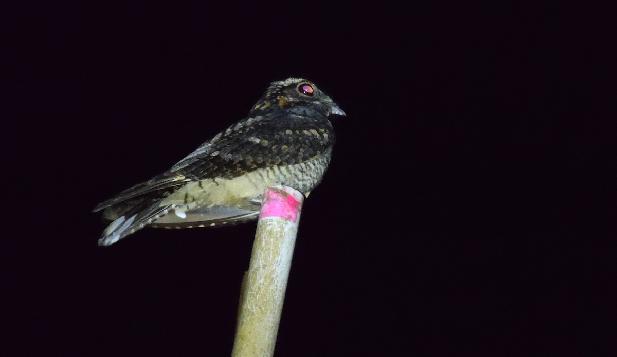 Jungle Nightjar - ML611858220