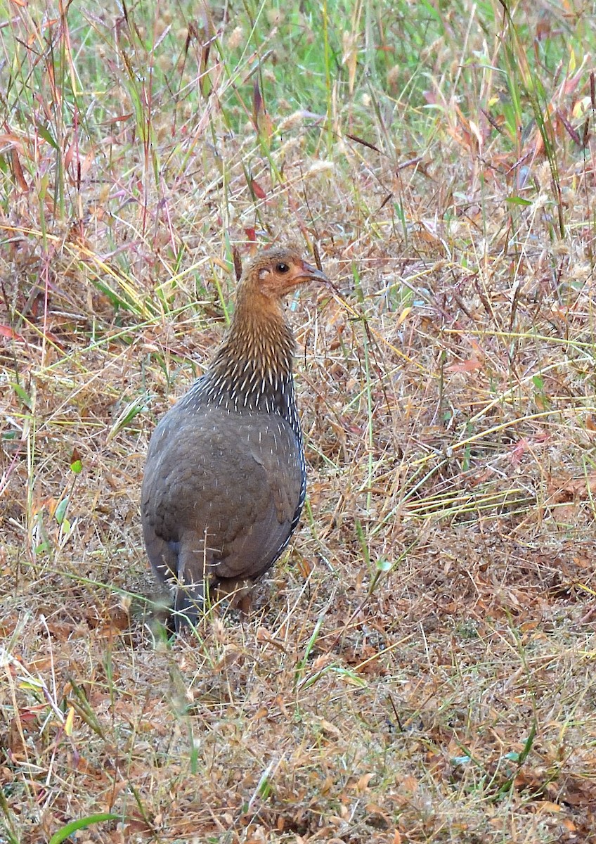 Gray Junglefowl - ML611858244