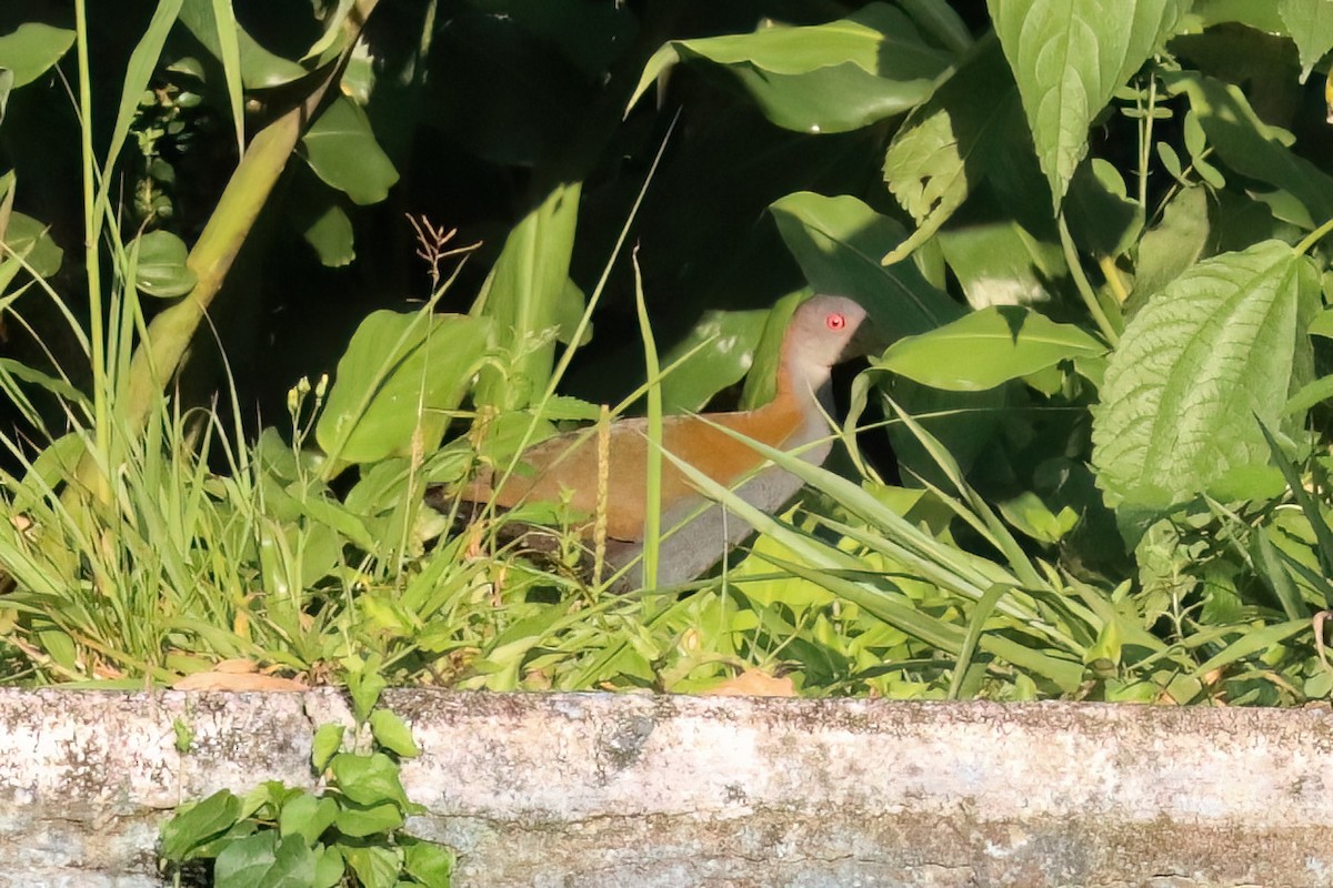 Slaty-breasted Wood-Rail - ML611858245