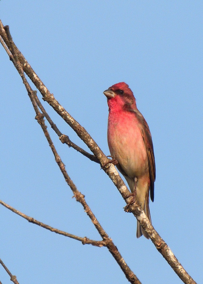 Common Rosefinch - ML611858249