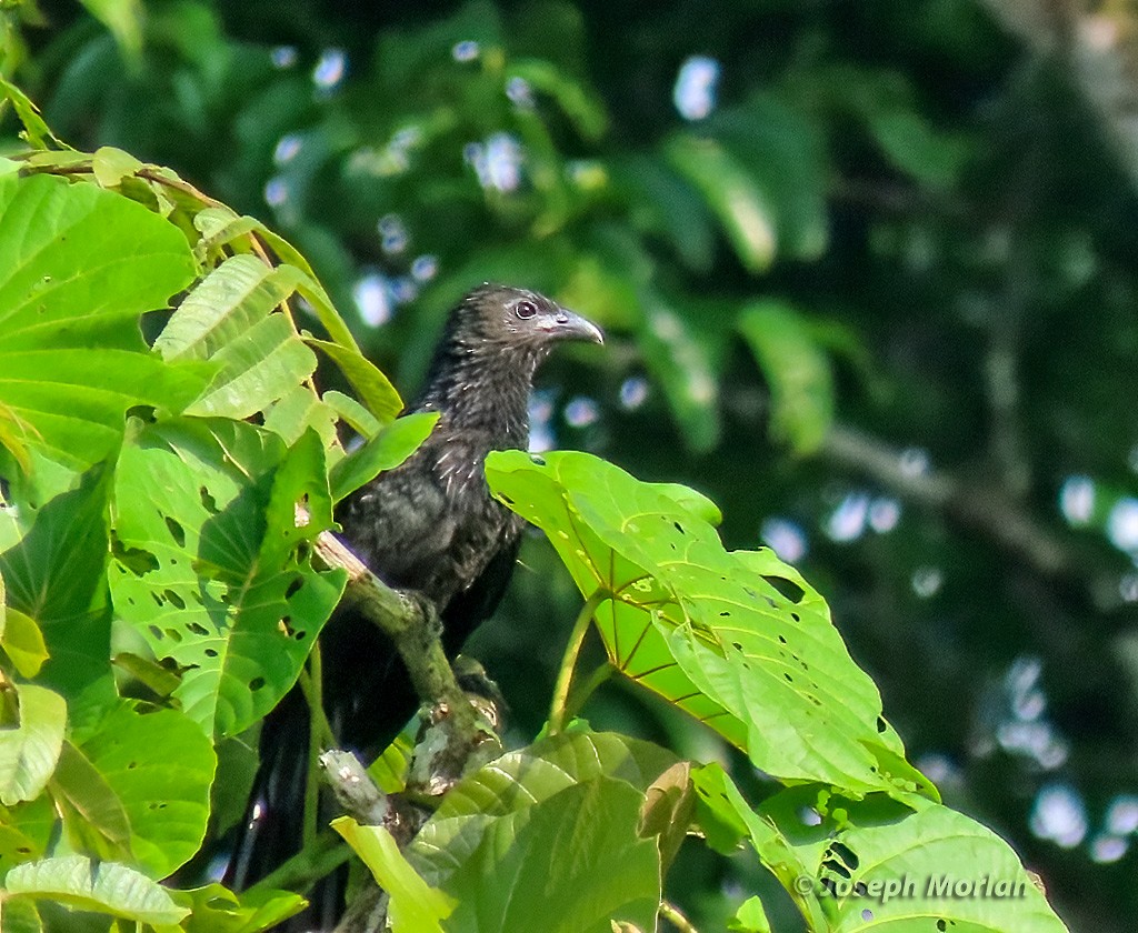 Lesser Black Coucal - Joseph Morlan