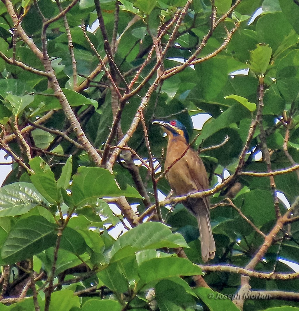 Dwarf Koel - ML611858266